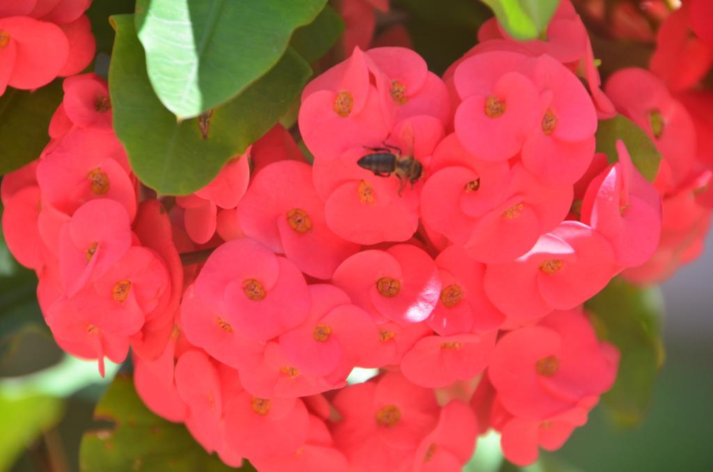 Green Palm Self Catering Anse aux Pins Bagian luar foto